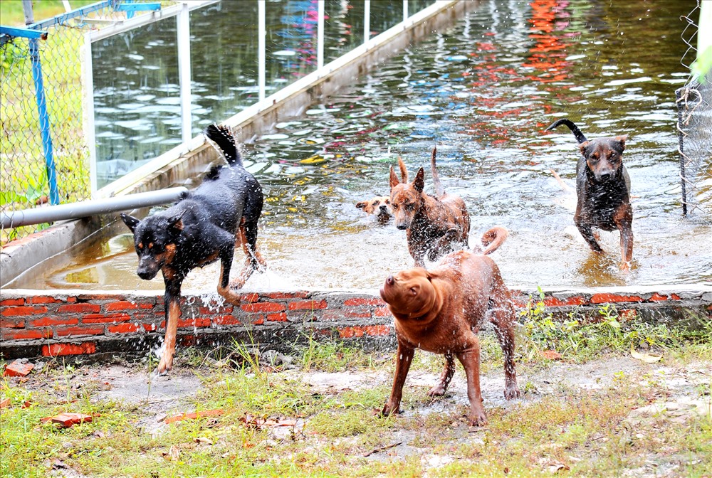 Khu bảo tồn chó xoáy Phú Quốc Thanh Nga
