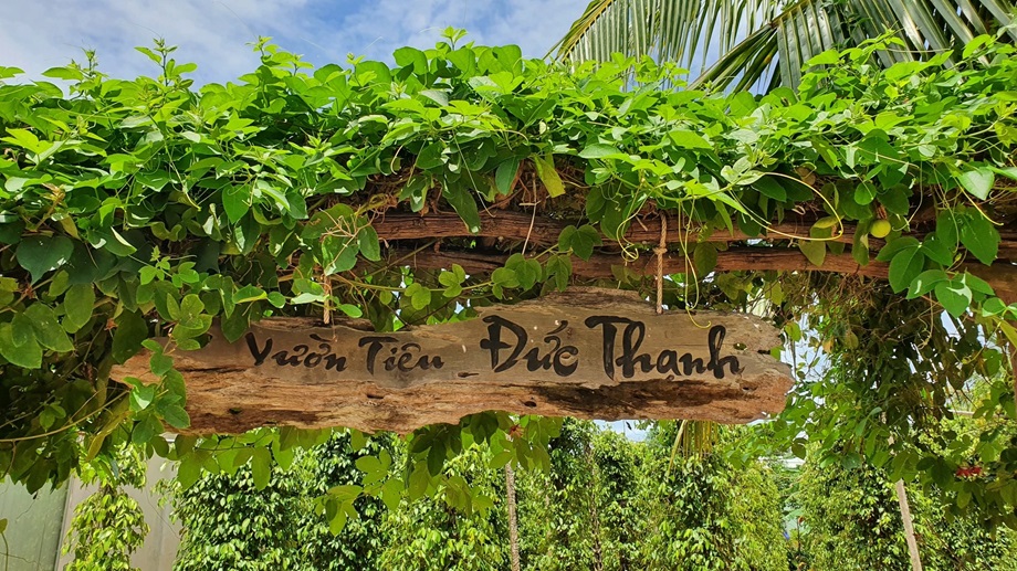 Các vườn tiêu tại Phú Quốc